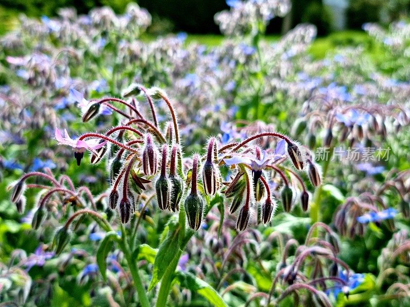 琉璃苣(Borago officinalis)